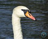 Mute Swan 9P051D-029